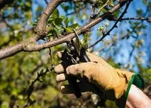 Як доглядати вишню період