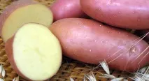синок