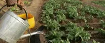 Картопля Водні ресурси - Міжнародний рік картоплі 2008 ресурси
