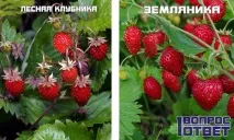 полуниця