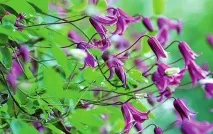 Клематис – які види підійдуть для вашого саду підійдуть