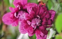 Клематис – які види підійдуть для вашого саду групи
