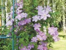 Клематиси без проблем сорти