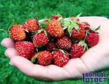 продукт