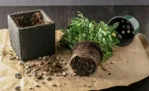 Кімнатні троянди Адаптуємо до домашніх умов кімнатні