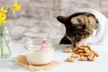 Корм для котів своїми руками - простий рецепт для дому простий
