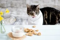 Корм для котів своїми руками - простий рецепт для дому простий