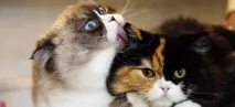 Котячі ніжності ... або як подружити двох кішок котячі