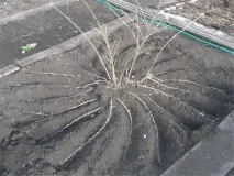 Аґрус посадка та догляд за колючим кущем (фото) кущем