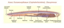 ланцетника