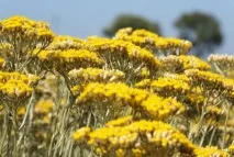 Легенди Квіткового гороскопу безсмертника