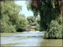 Лотос – священна квітка Сходу квітка