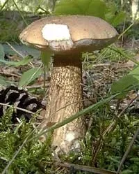 Хибний білий гриб (Tylopilus felleus) хибний