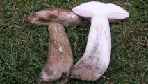 Хибний білий гриб (Tylopilus felleus) білий