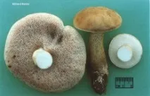 Хибний білий гриб (Tylopilus felleus) tylopilus