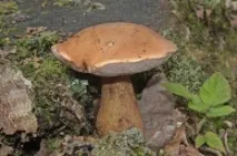 Хибний білий гриб (Tylopilus felleus) гриб