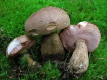 Хибний білий гриб (Tylopilus felleus) felleus