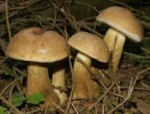 Хибний білий гриб (Tylopilus felleus) білий
