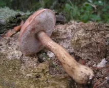 Хибний білий гриб (Tylopilus felleus) felleus