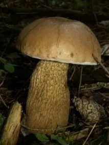 Хибний білий гриб (Tylopilus felleus) білий