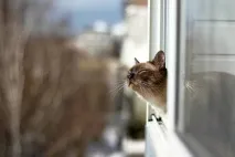 вітебської