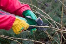 Березневий клопіт, Квіти в саду (Садиба) березневий