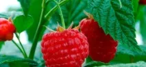 Малина сорт Гусар - опис, посадка, догляд, відгуки посадка