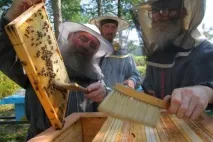 Медозбір та технології бджолярства медозбір