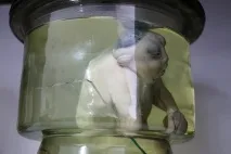 семипалатинського