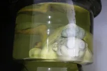 семипалатинського