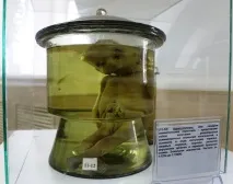 семипалатинського