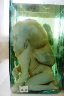 семипалатинського