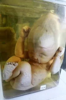 семипалатинського