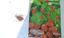 Моя технологія вирощування суниці - просто і без проблем, Танина дача проблем