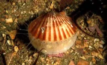 Морський гребінець, Світ тварин та рослин світ