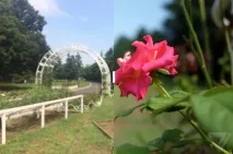Чи може iPhone замінити професійну фотокамеру iphone