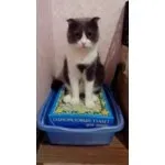 Наповнювач для котячого туалету Улюблений кіт без клопоту Одноразовий туалет для кішок - «Це бомба котячого