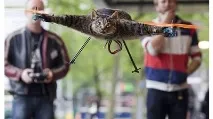 Наповнювач для кота кота