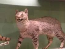 Наповнювач для кота кота