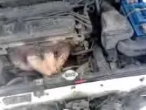 заливайте