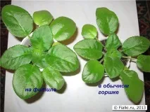 сенполії