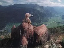 птахів