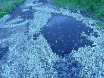 Нашестя метеликів - Дачні справи - Форум на нашестя