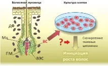 нови