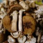 Опеньки осінні фото та опис осінні