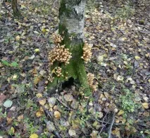 Опеньки осінні фото та опис осінні