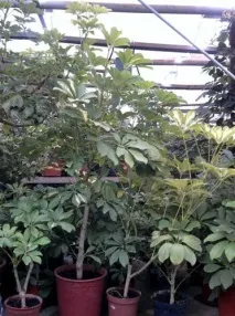 Шеффлера догляд у домашніх умовах, фото шеффлера