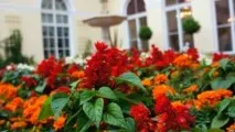 Відкриття Висячого саду Ермітажу після реставрації - BBC News українська служба саду