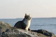 кішок