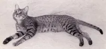 Оцикет фото, відео, історія, опис породи, характер та догляд фото